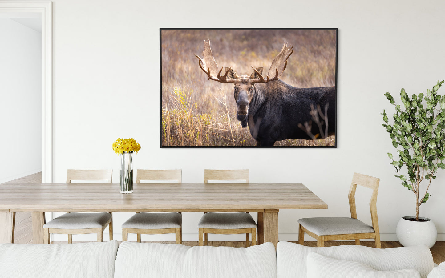 King of the Conifers