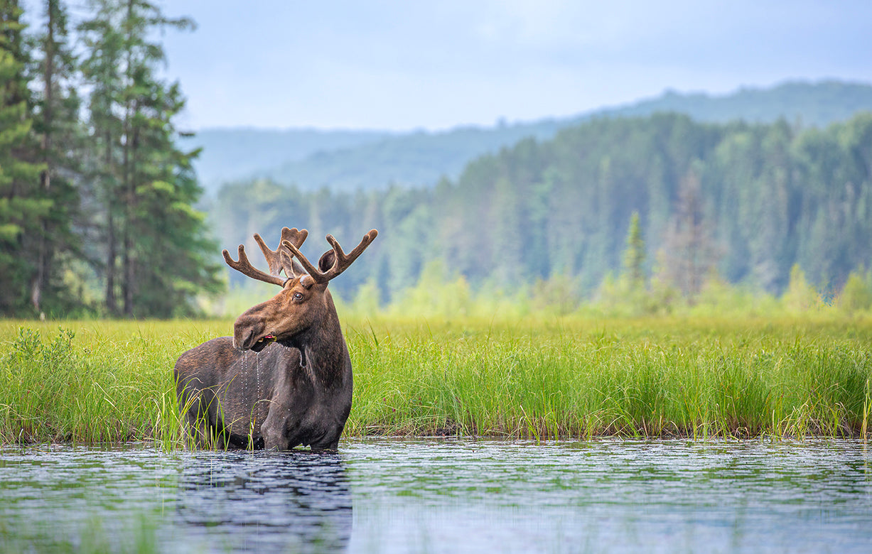 Gentle Grazer