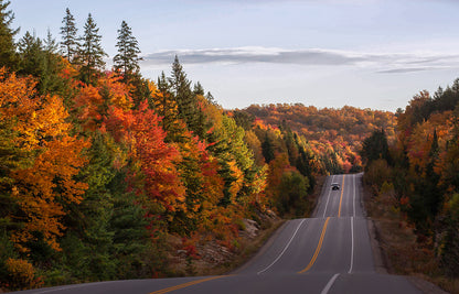 Autumn Avenue