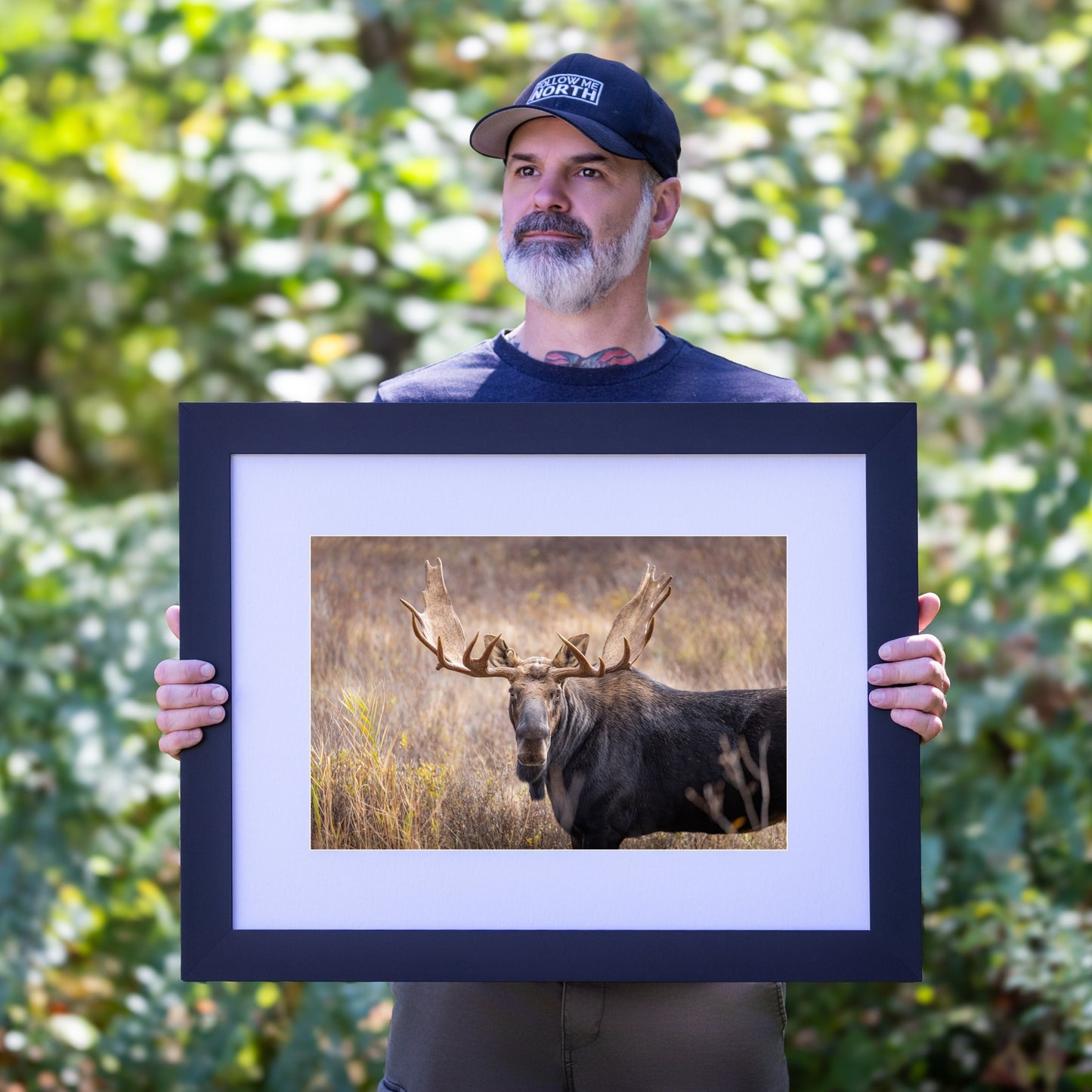 King of the Conifers