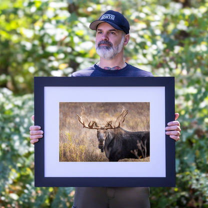 King of the Conifers