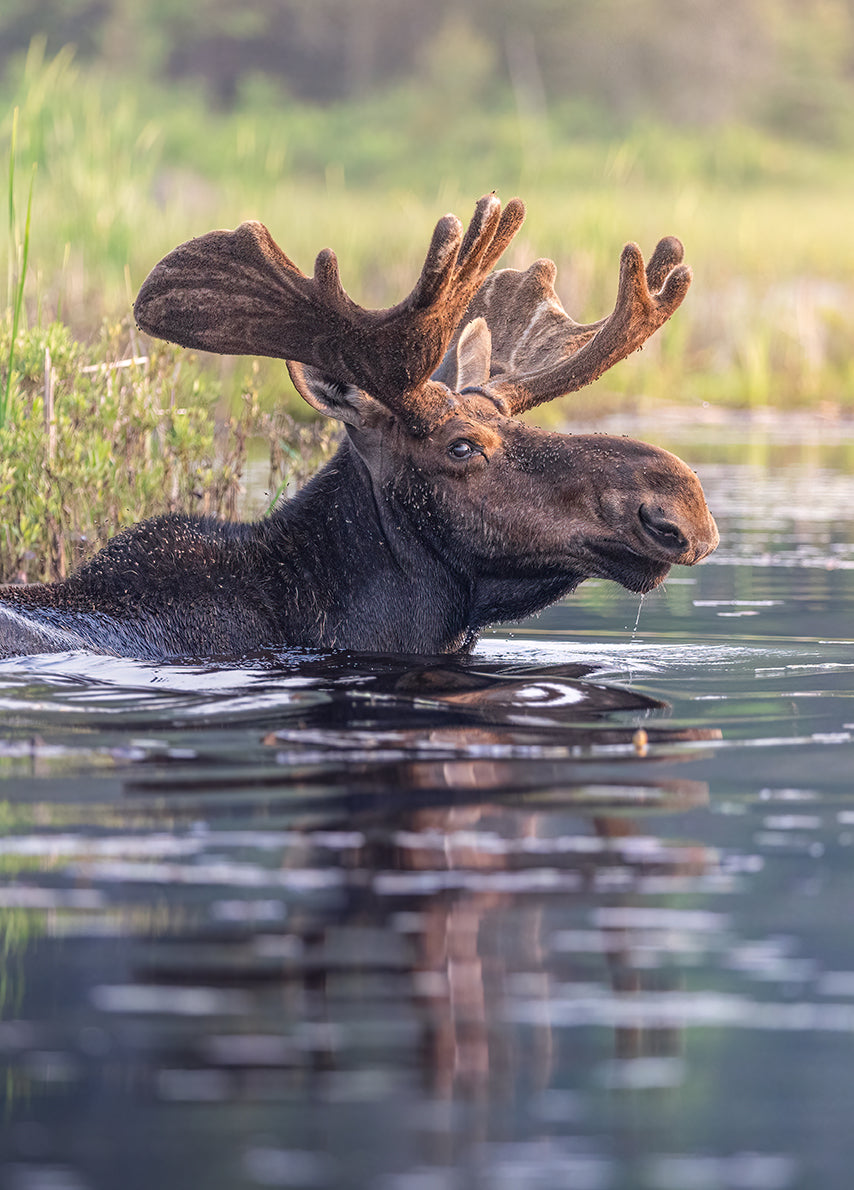 Silent Swimmer