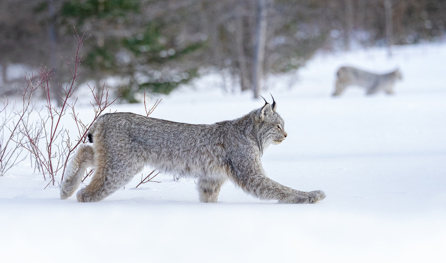 Winter's Silent Predator