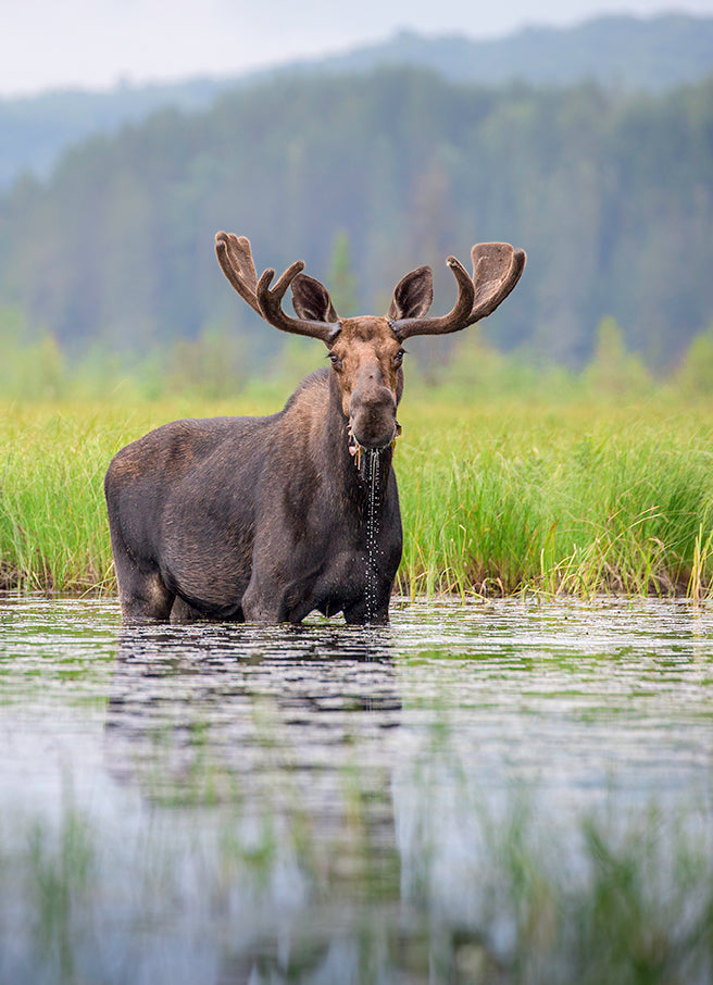 Tranquil Grazer