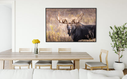 King of the Conifers