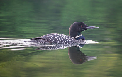 Waltzing Loon