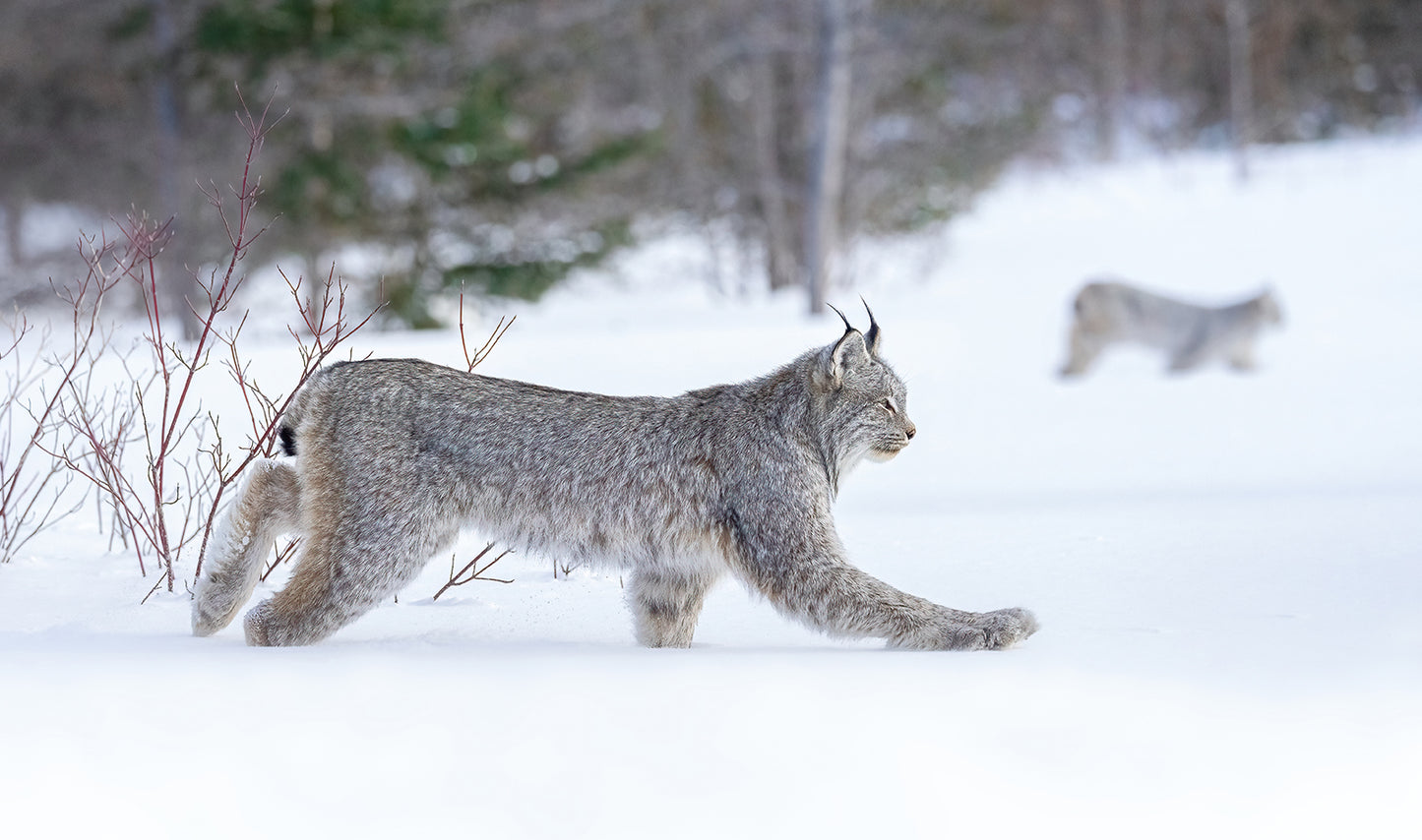 Winter's Silent Predator