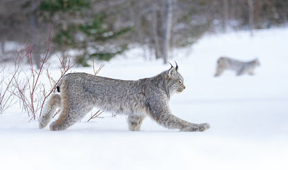 Winter's Silent Predator