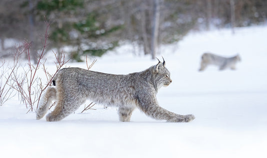 Winter's Silent Predator