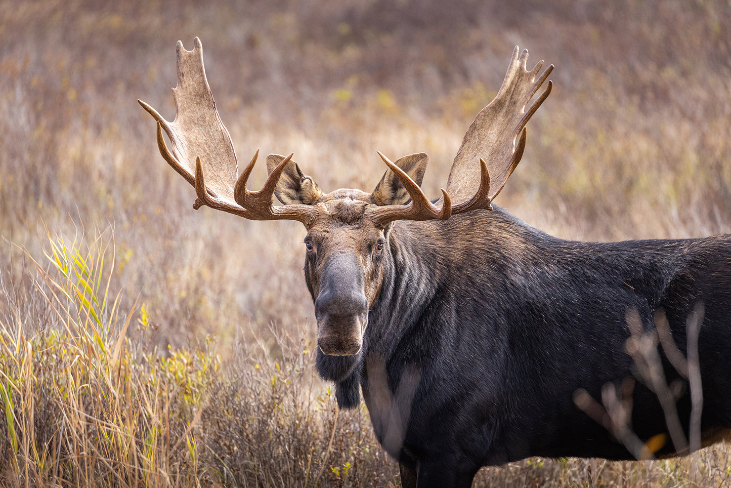 King of the Conifers