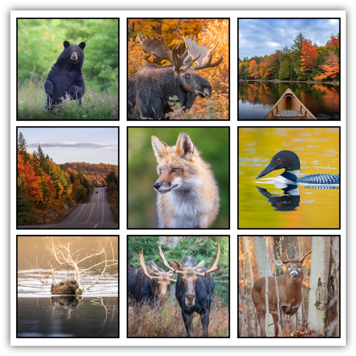 Algonquin Park Magnets - Set 1