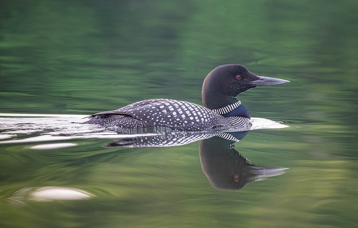 Waltzing Loon