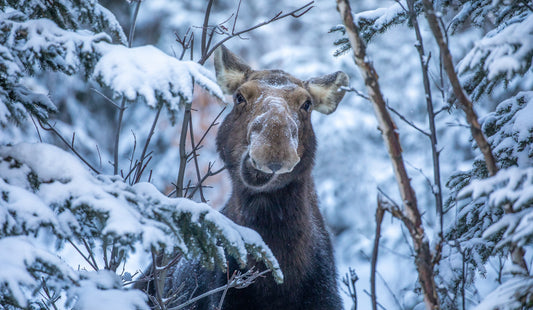 Smiling Moose