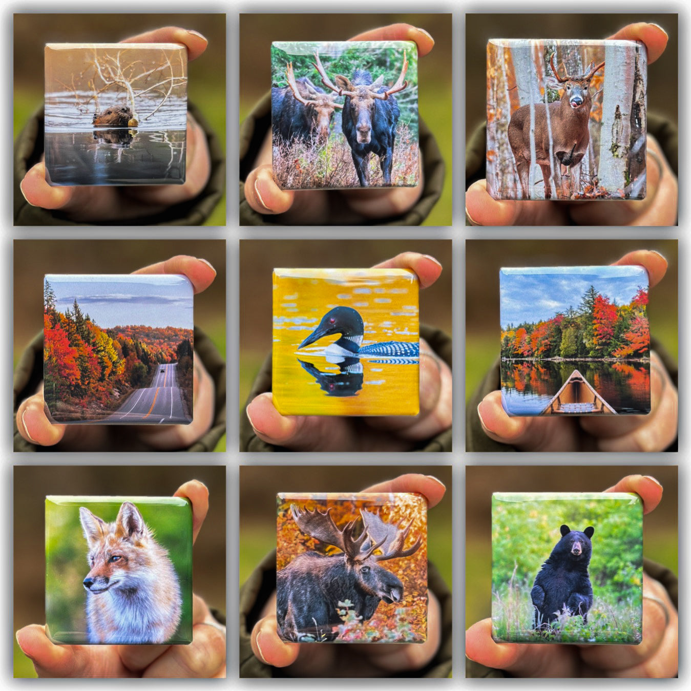 Algonquin Park Magnets - Set 1