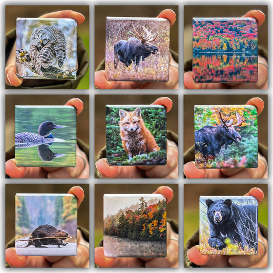 Algonquin Park Magnets - Set 2