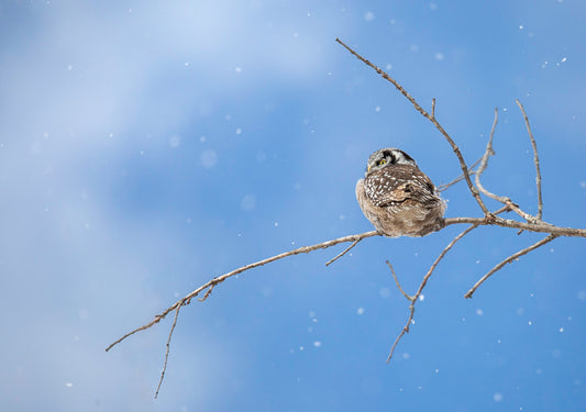 Winter's Watchful Eye