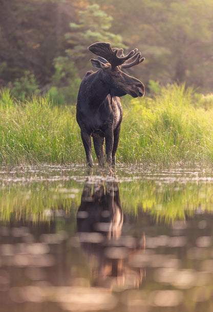 Reflection of a Giant