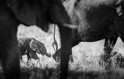 Tiny Tusker's Trek