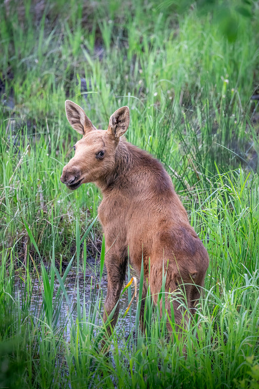 Little Twig Eater