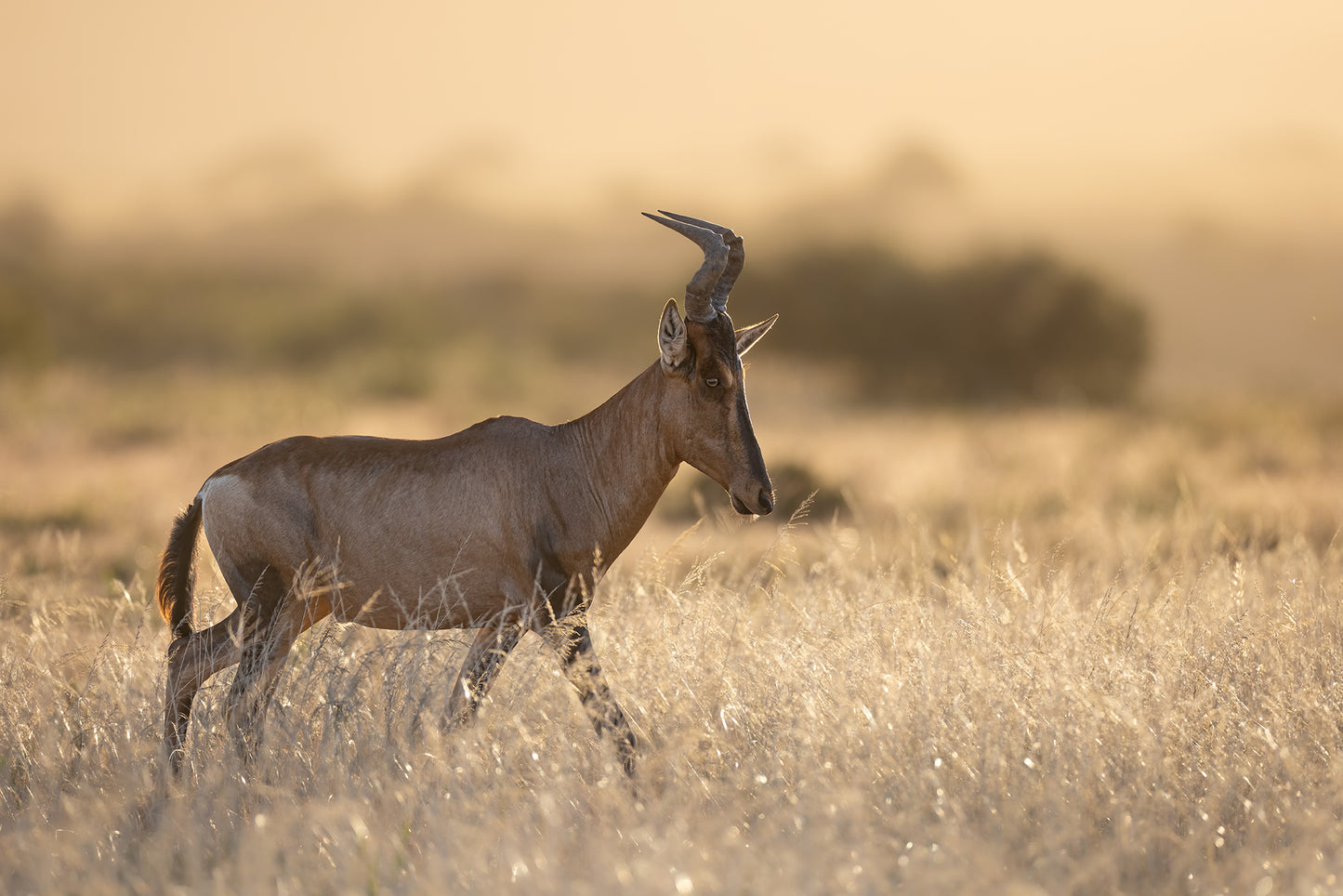 Rising Ruby Hartebeest