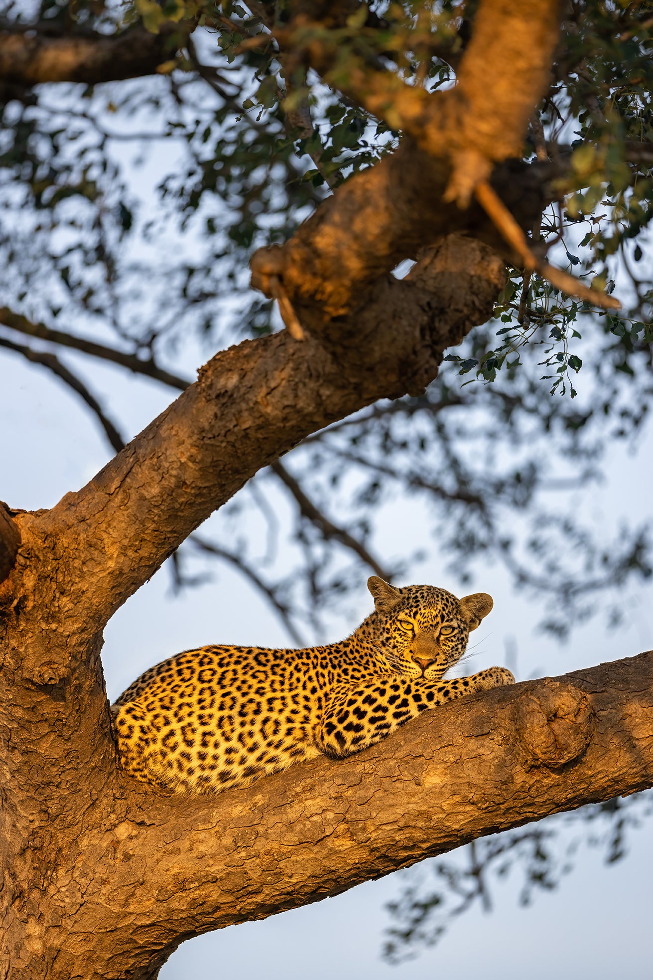 Tree-Top Tranquility