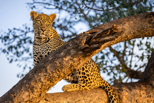 Leopard's Lookout